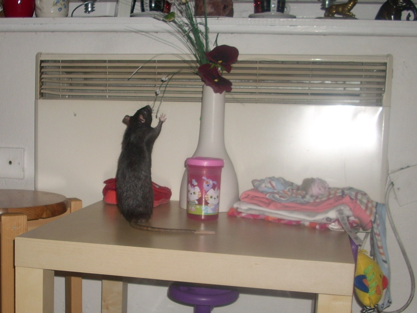 DSCN3470.JPG