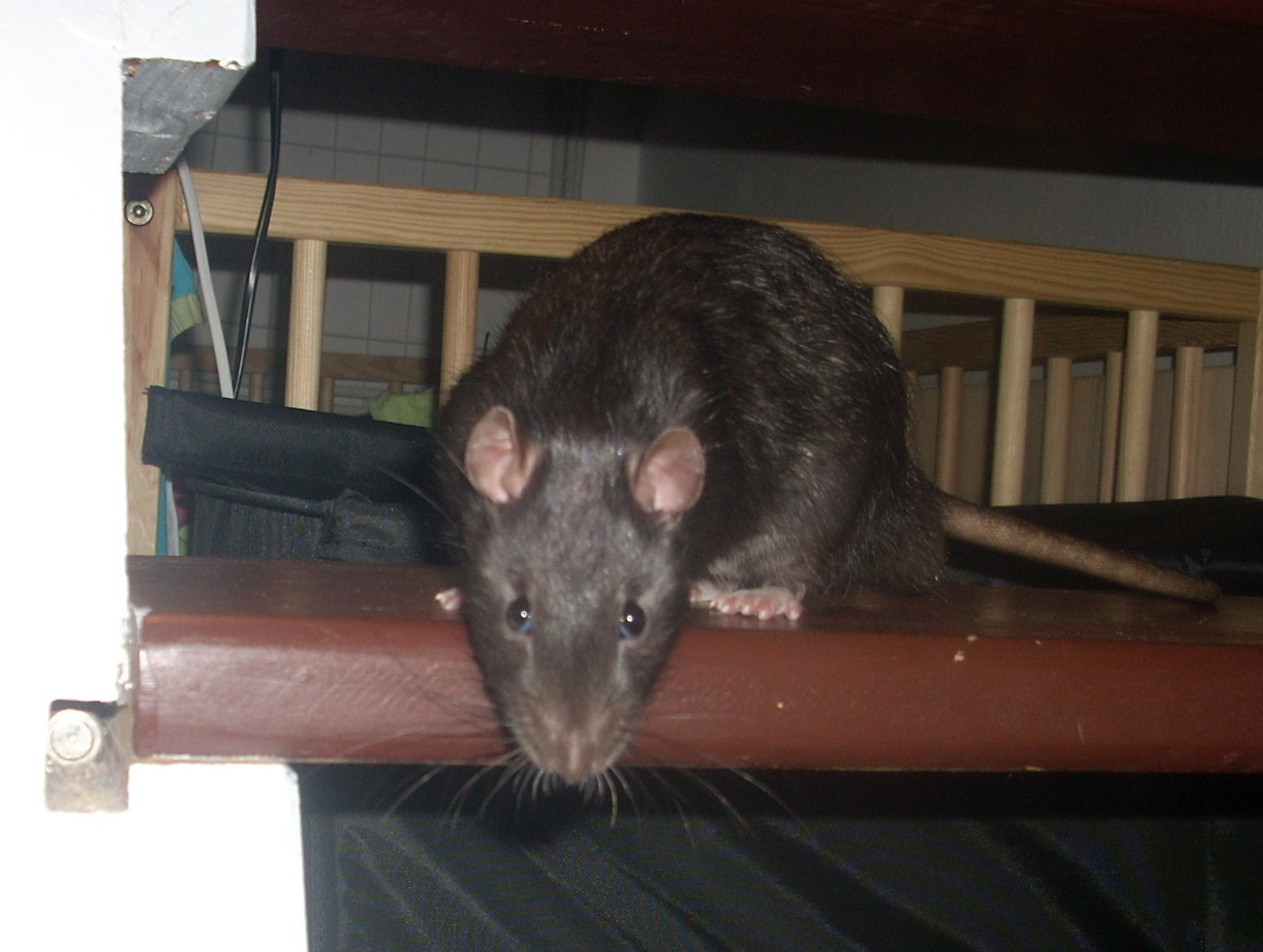 DSCN3498.JPG