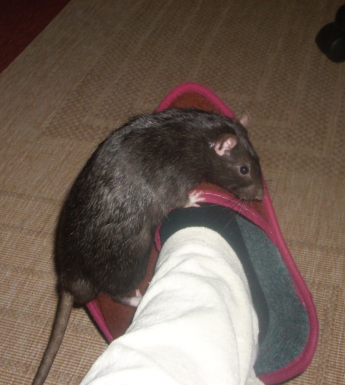DSCN3499.JPG