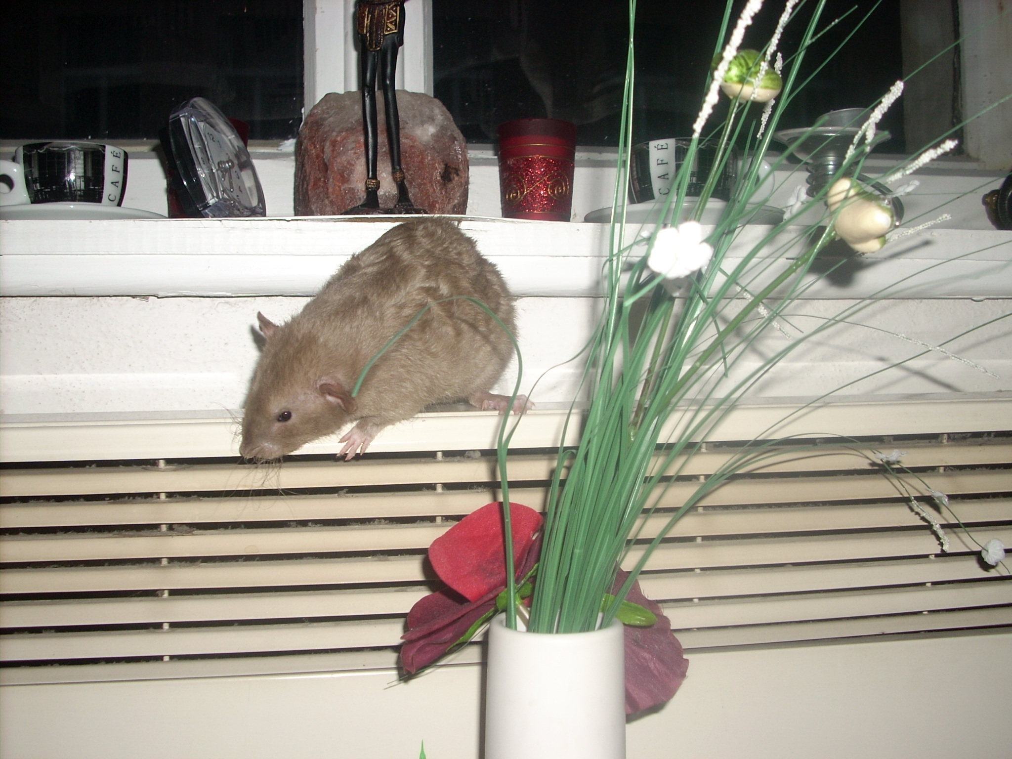 DSCN3533.JPG