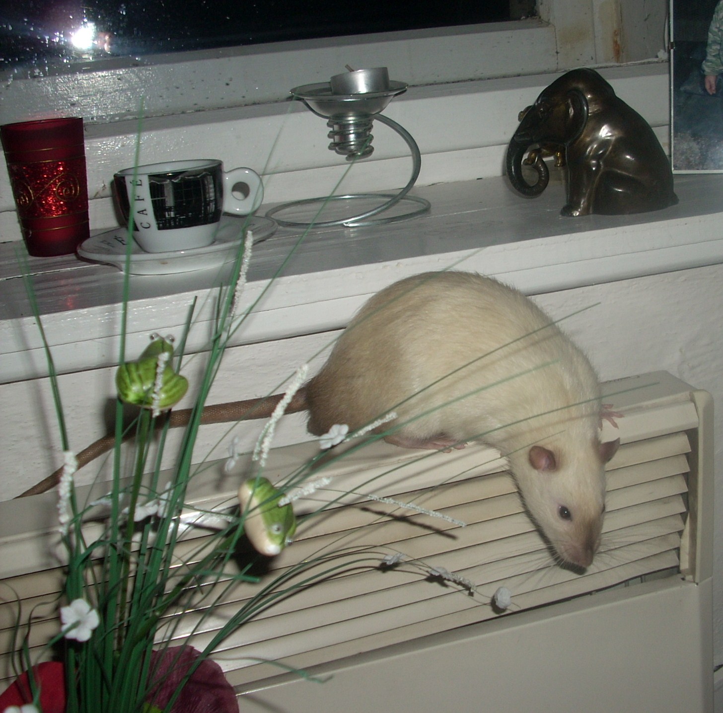 DSCN3558.JPG