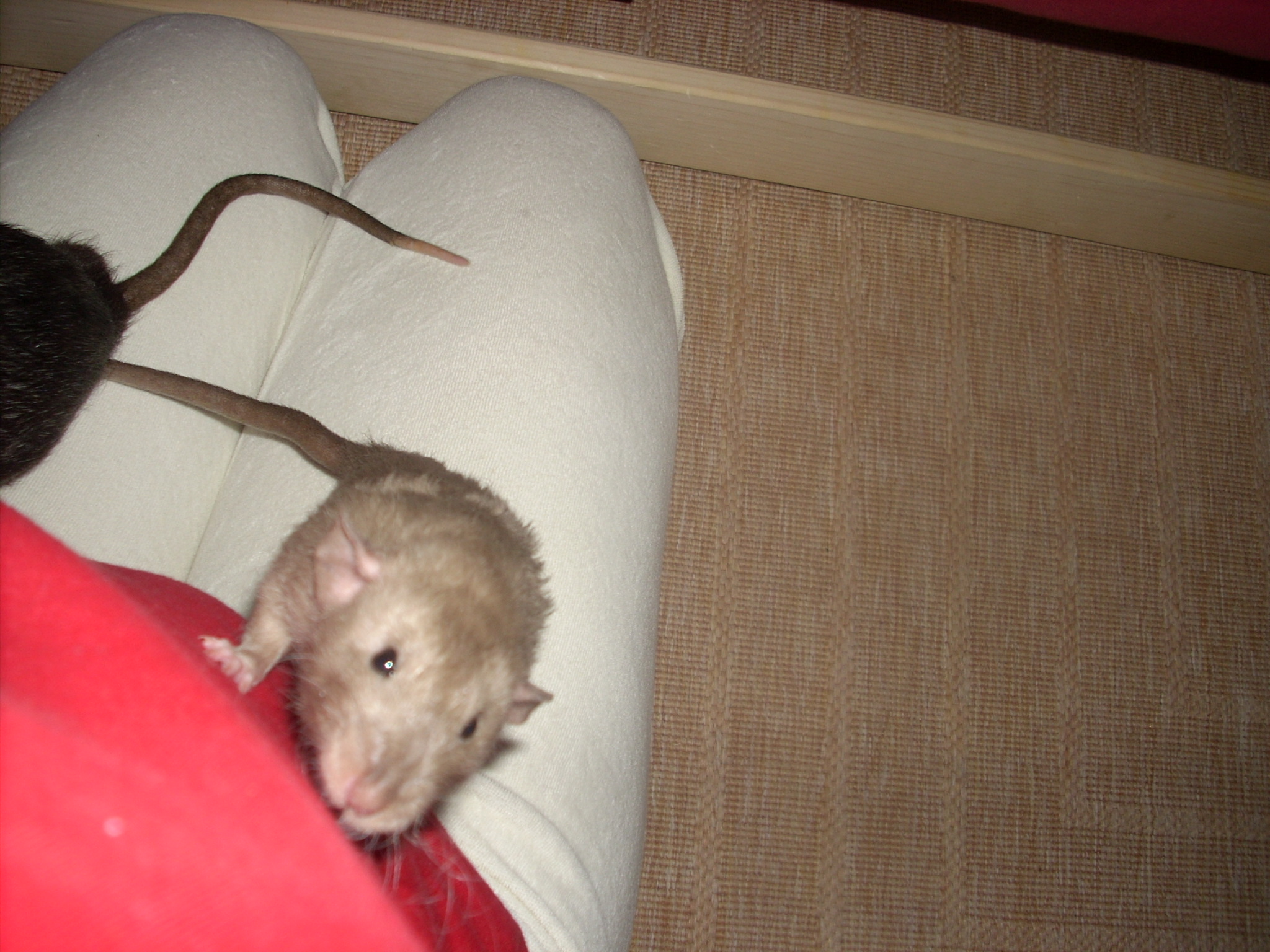 DSCN3549.JPG
