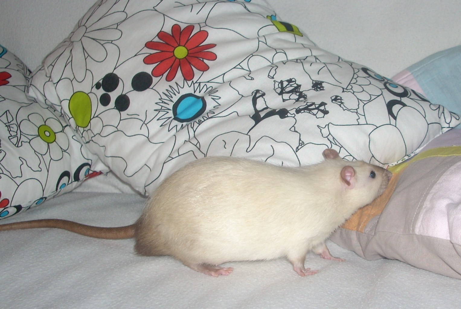 DSCN3620.JPG