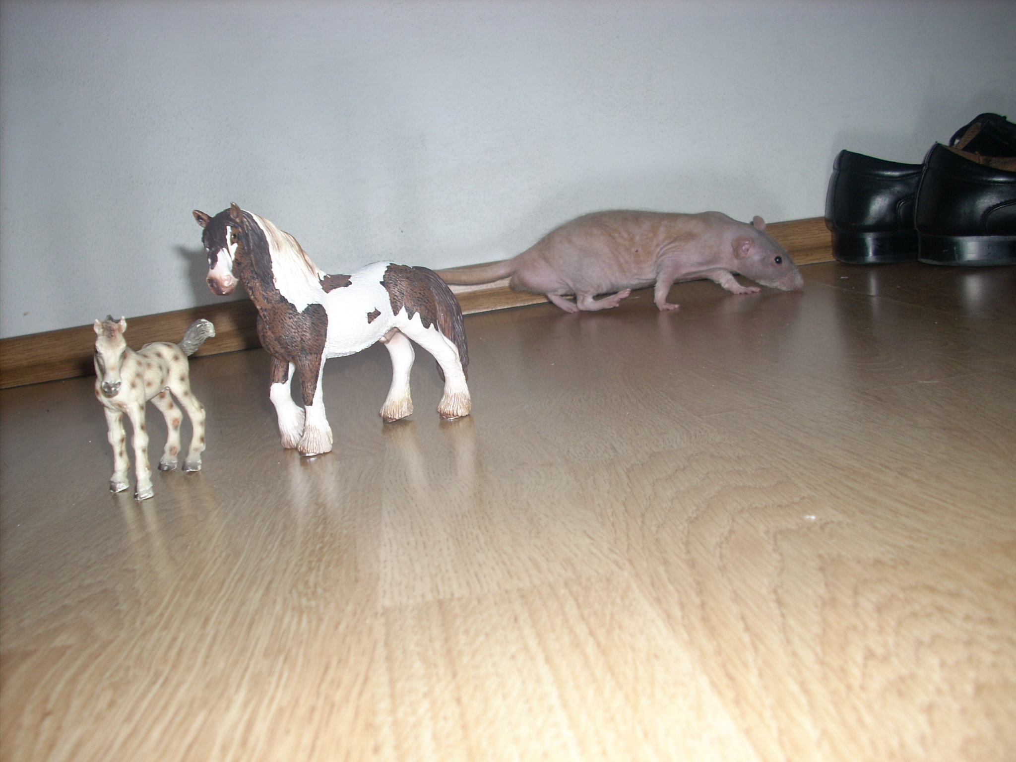 DSCN3644.JPG
