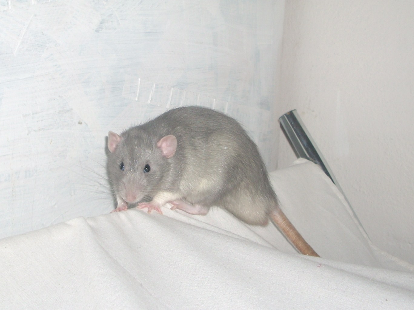 DSCN3650.JPG
