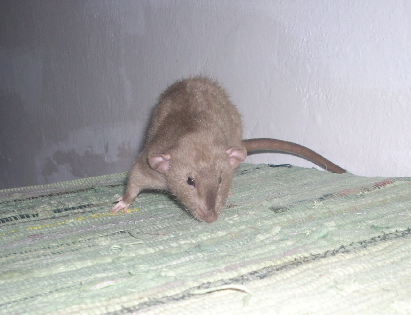 DSCN3660.JPG