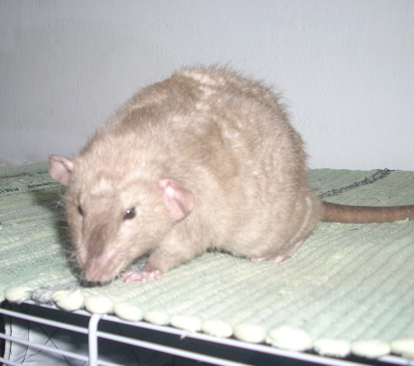 DSCN3661.JPG