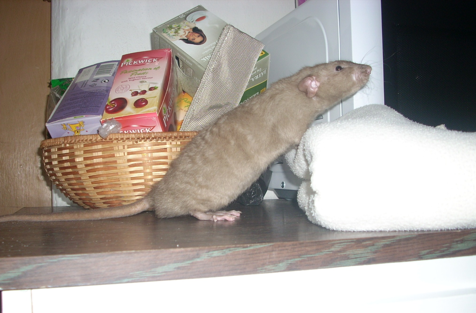 DSCN3667.JPG