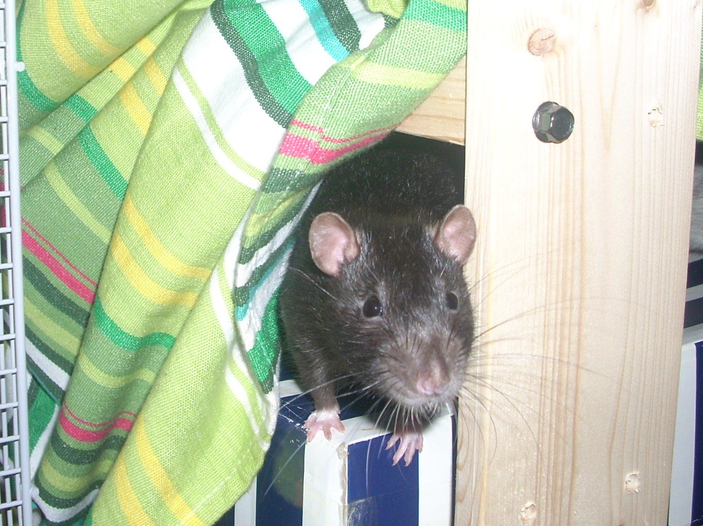 DSCN3675.JPG
