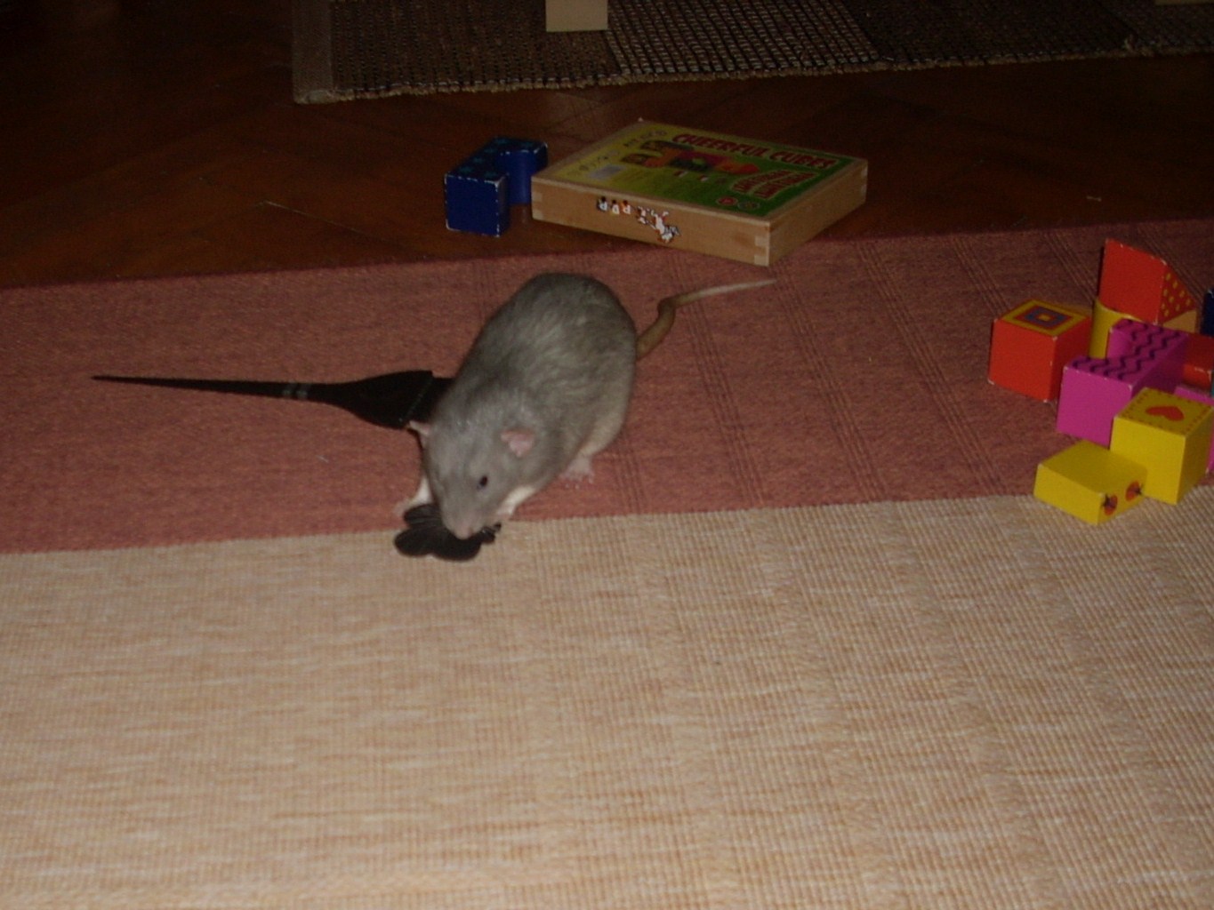 DSCN3787.JPG