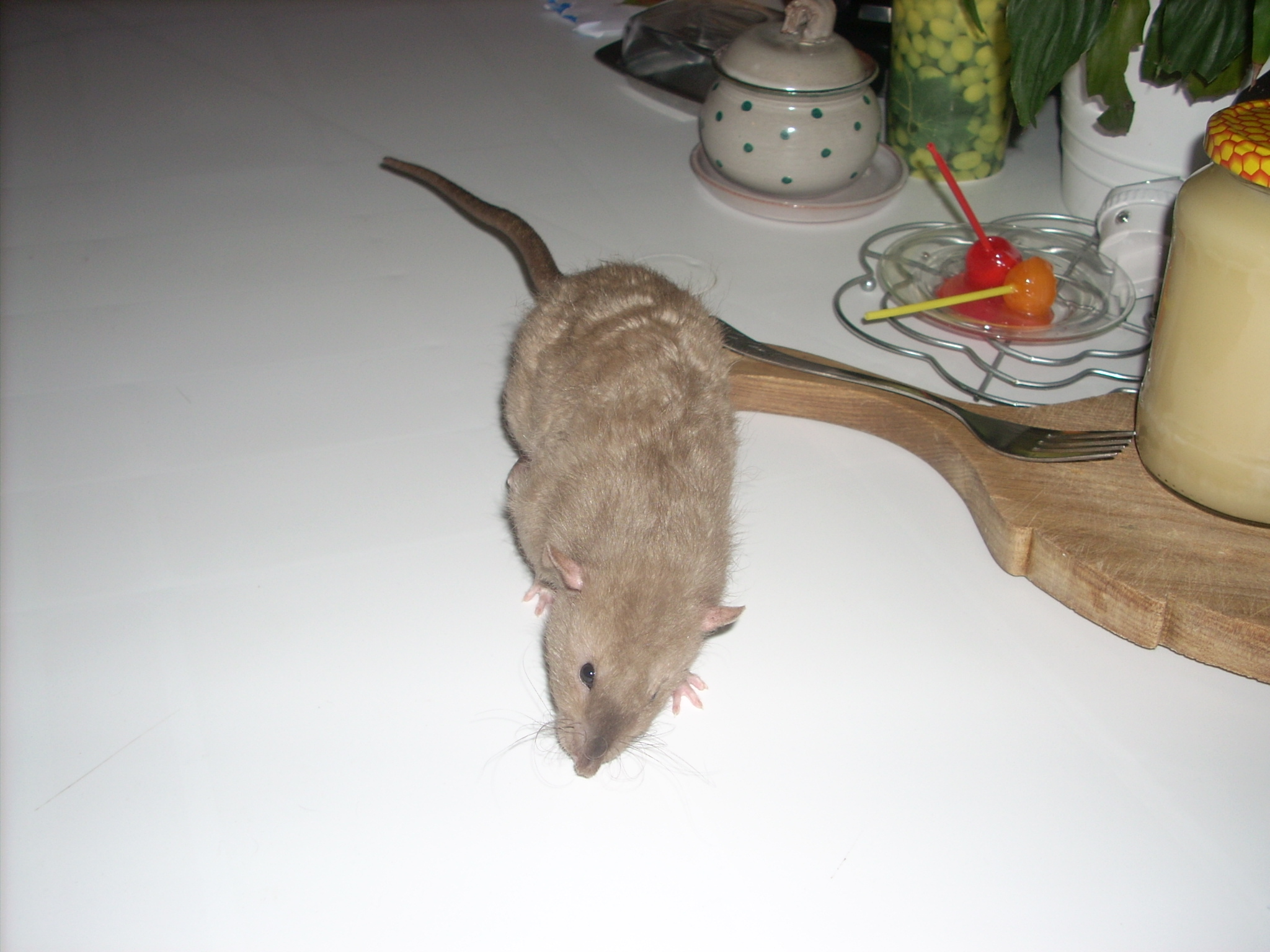 DSCN3808.JPG