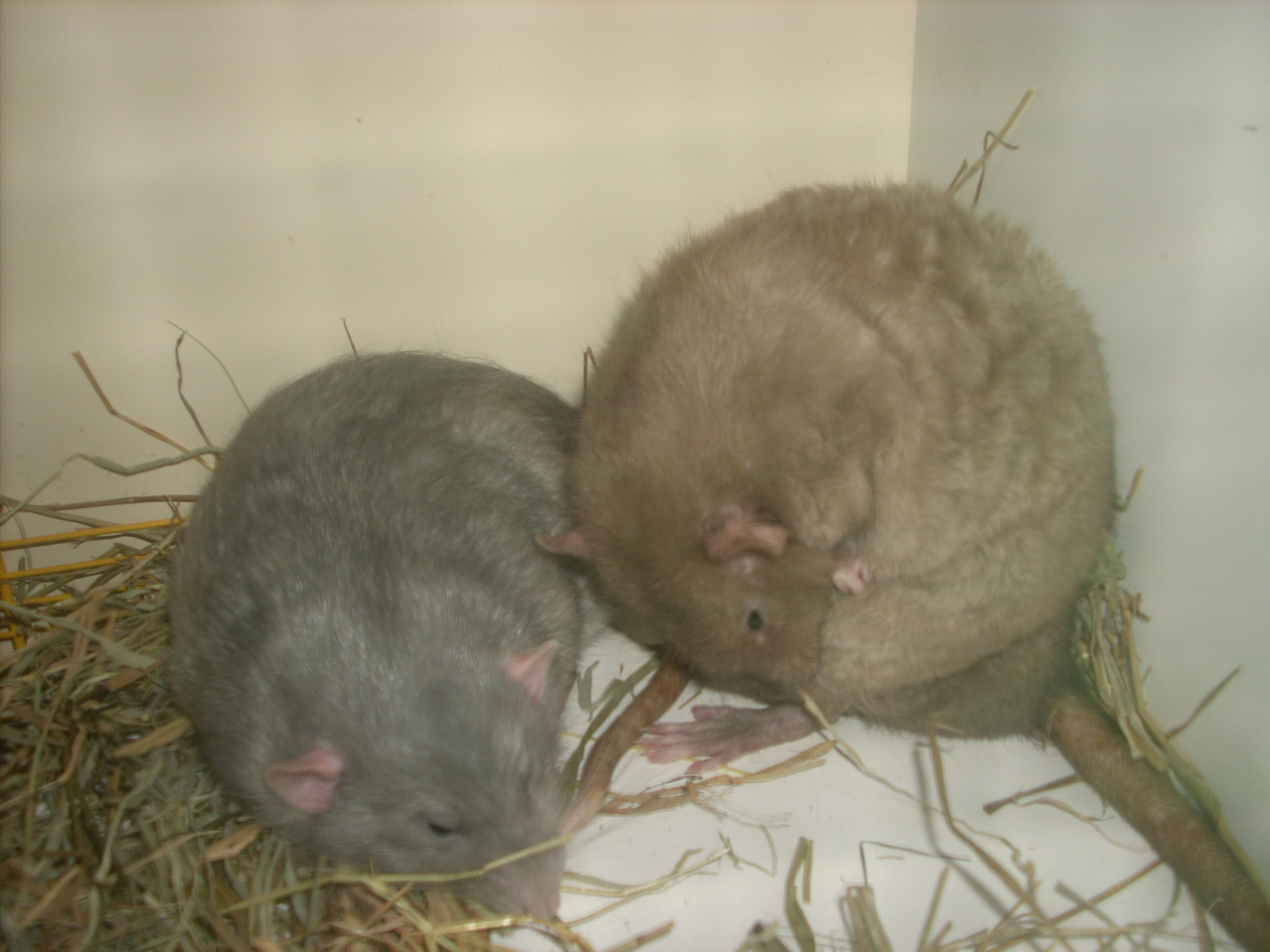 DSCN4705.JPG