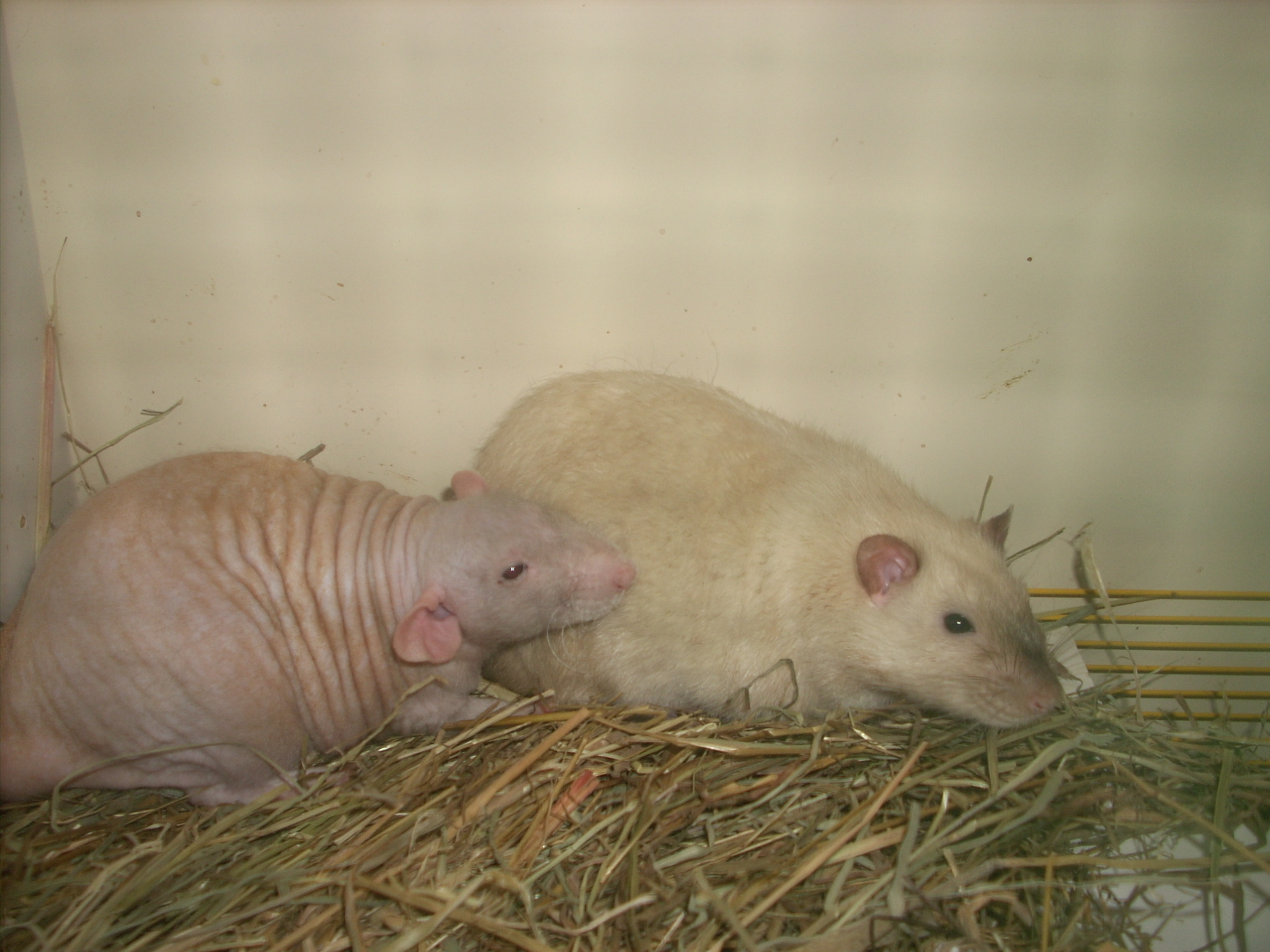 DSCN4706.JPG