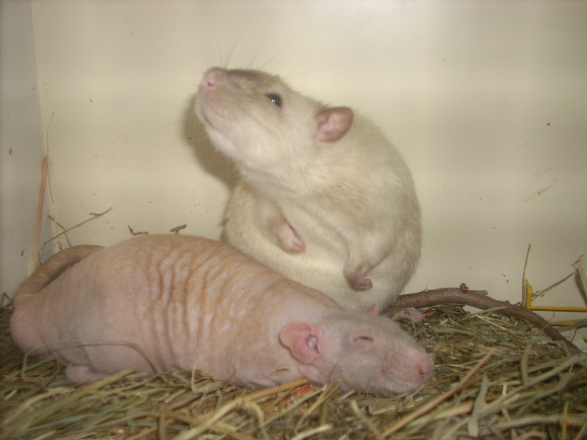 DSCN4709.JPG