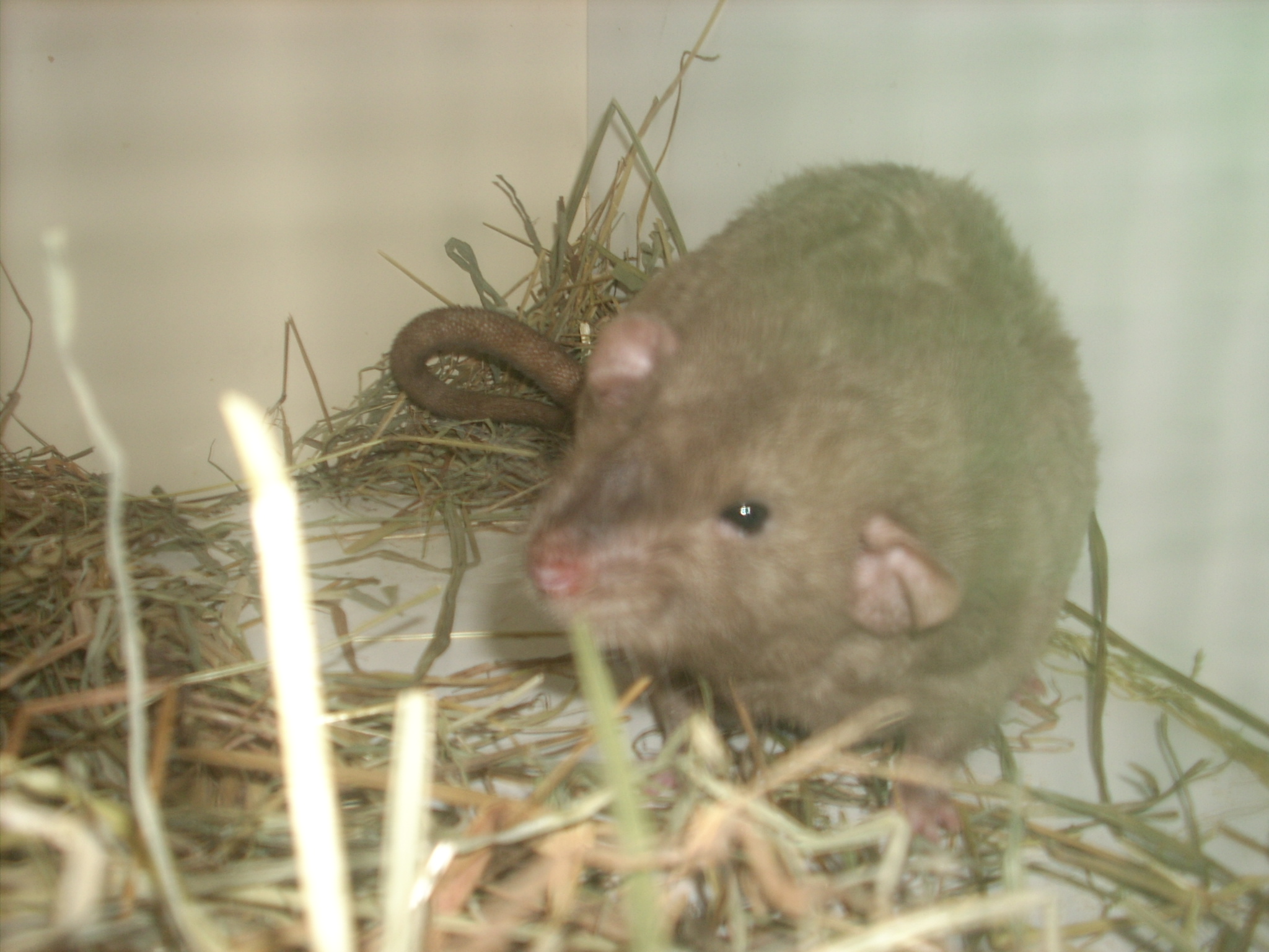 DSCN4711.JPG
