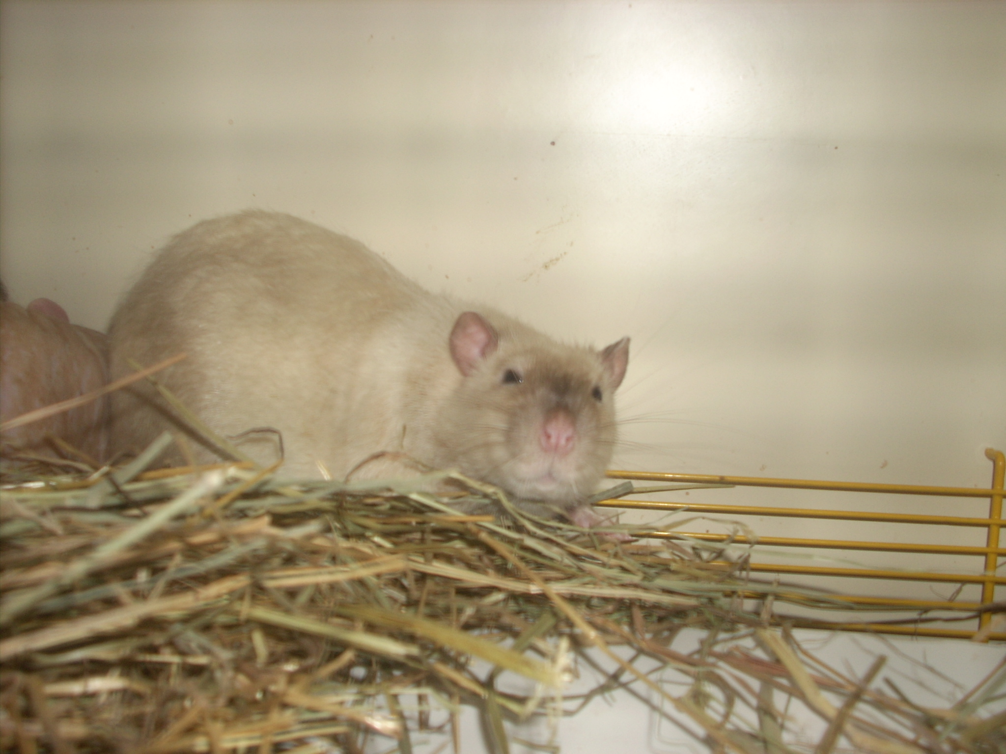DSCN4723.JPG