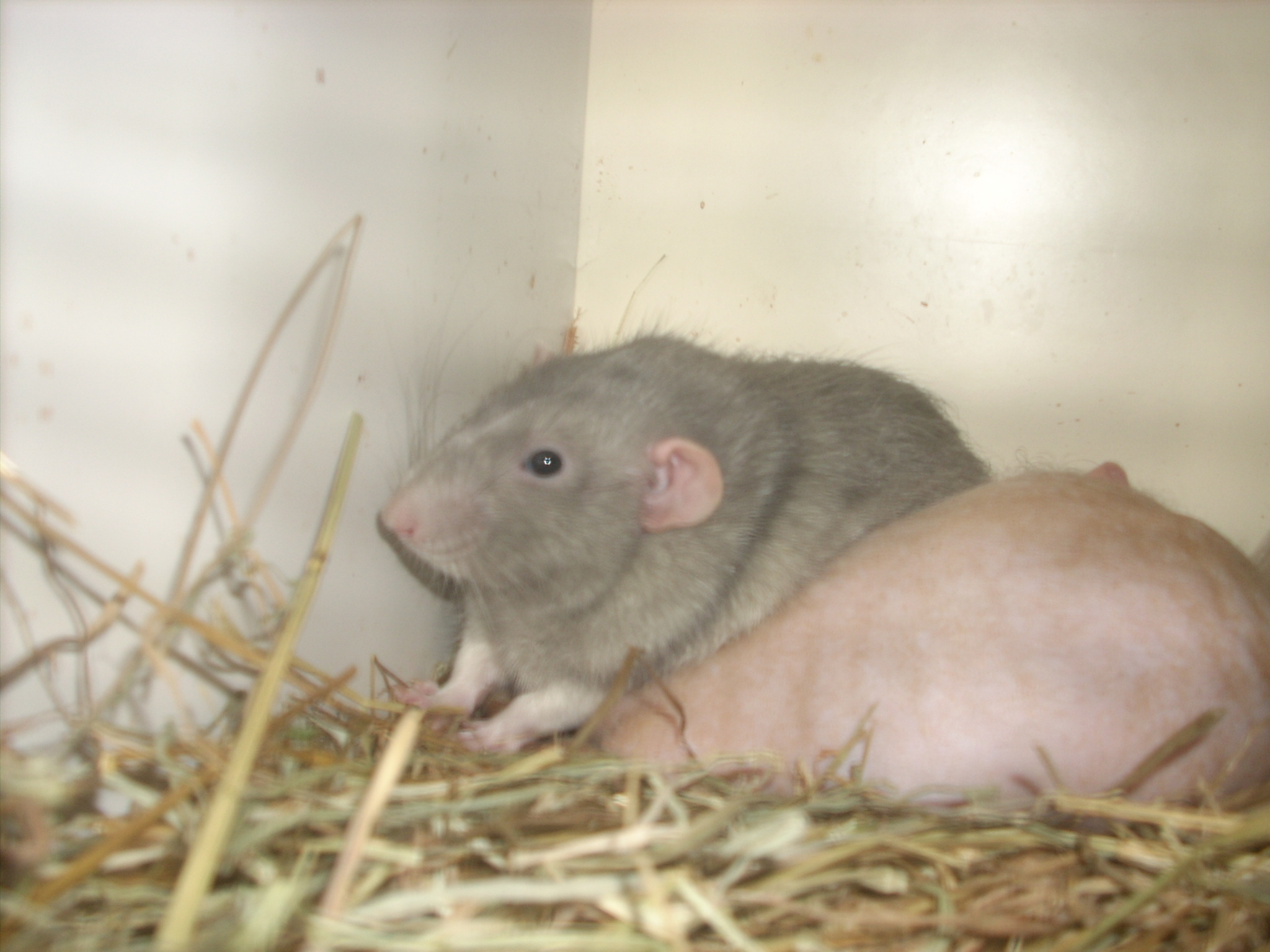 DSCN4726.JPG