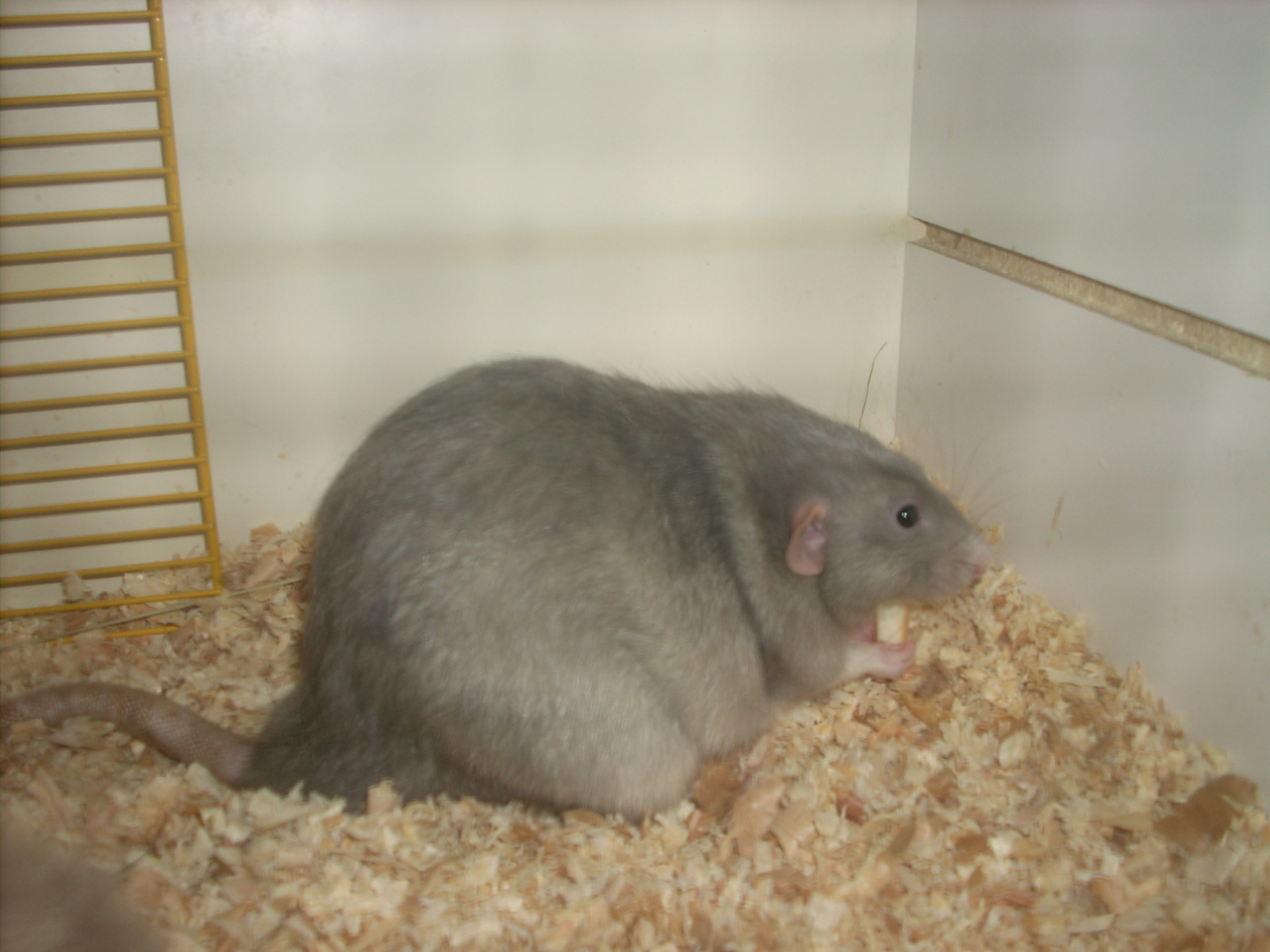 DSCN4732.JPG