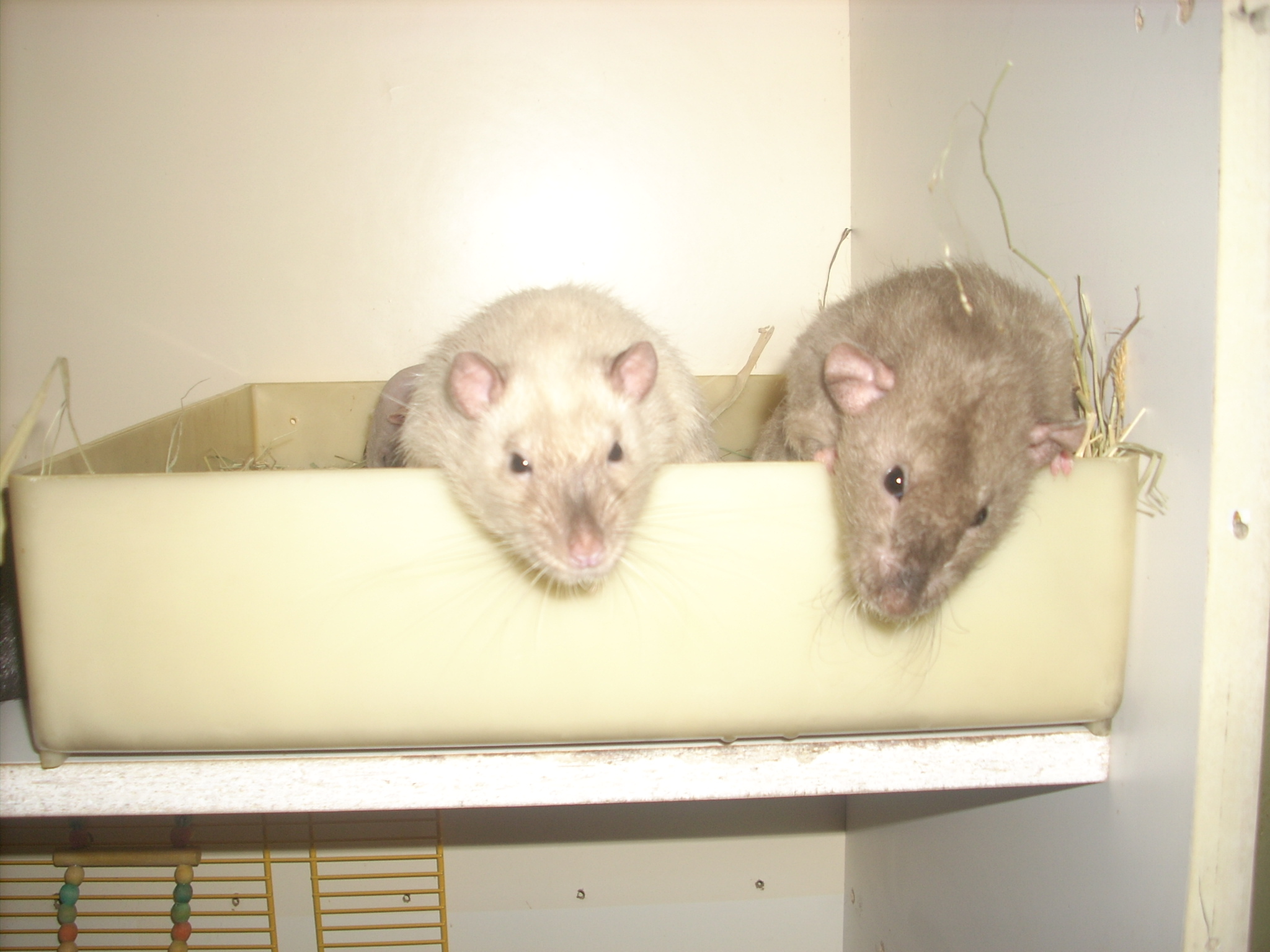 DSCN4758.JPG