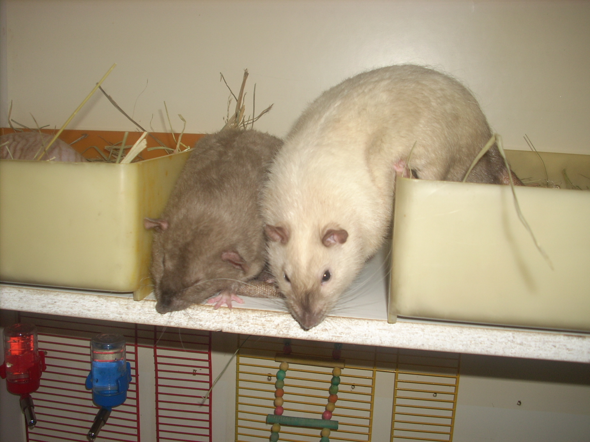 DSCN4761.JPG