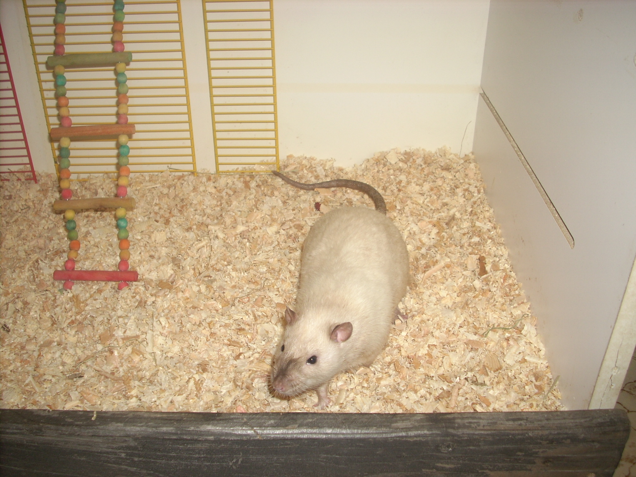 DSCN4766.JPG
