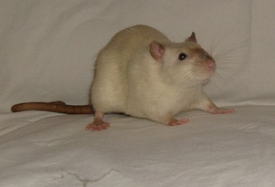 Molin